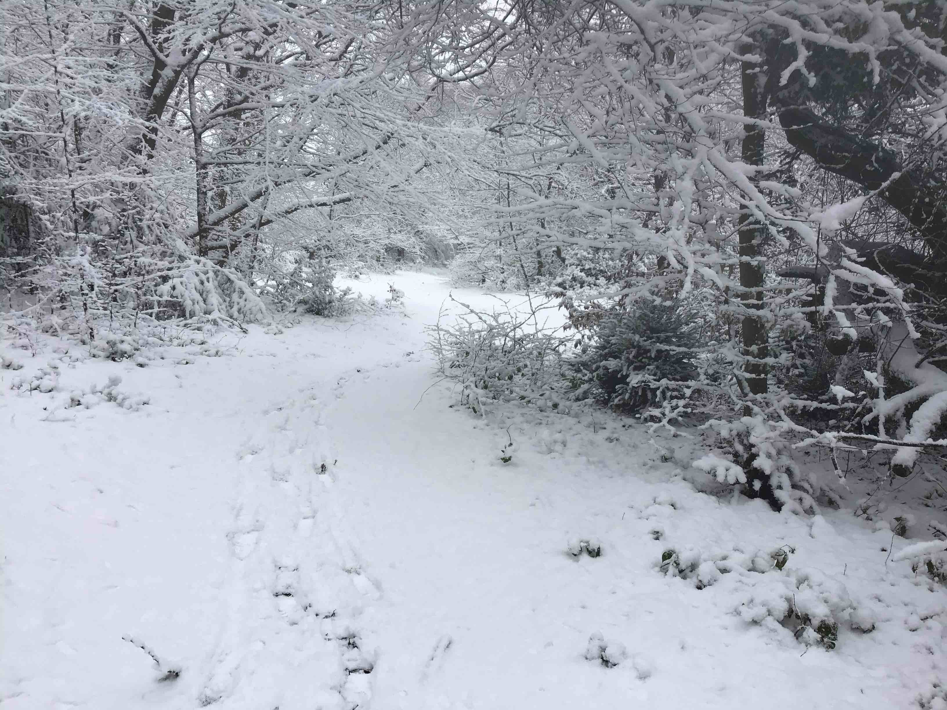A snowy trail