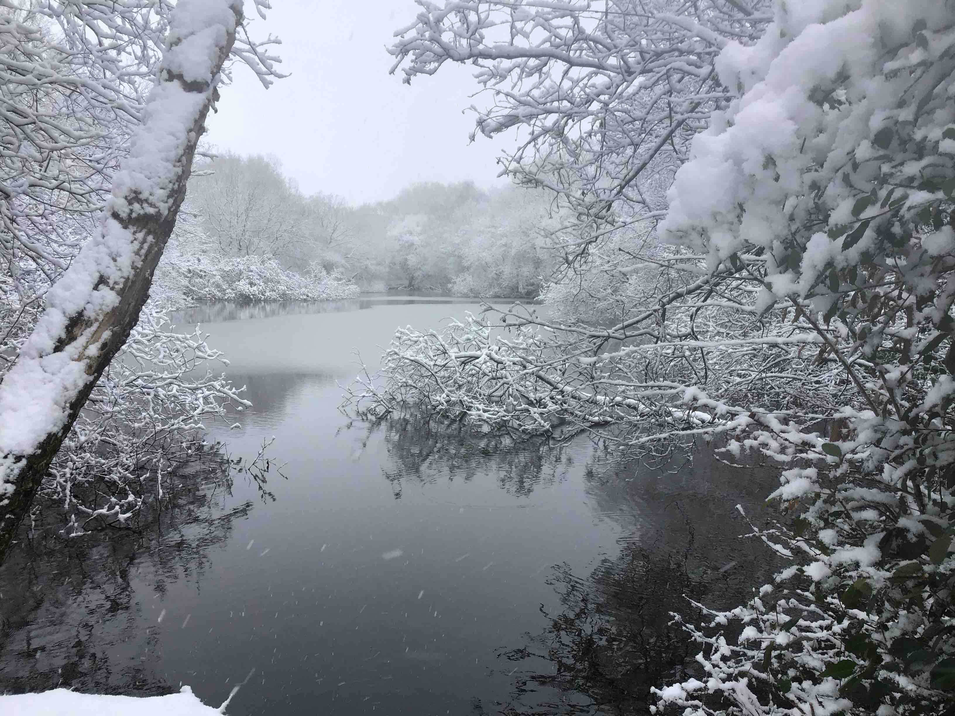 Brewery Pond and one of my favourite spots on it.